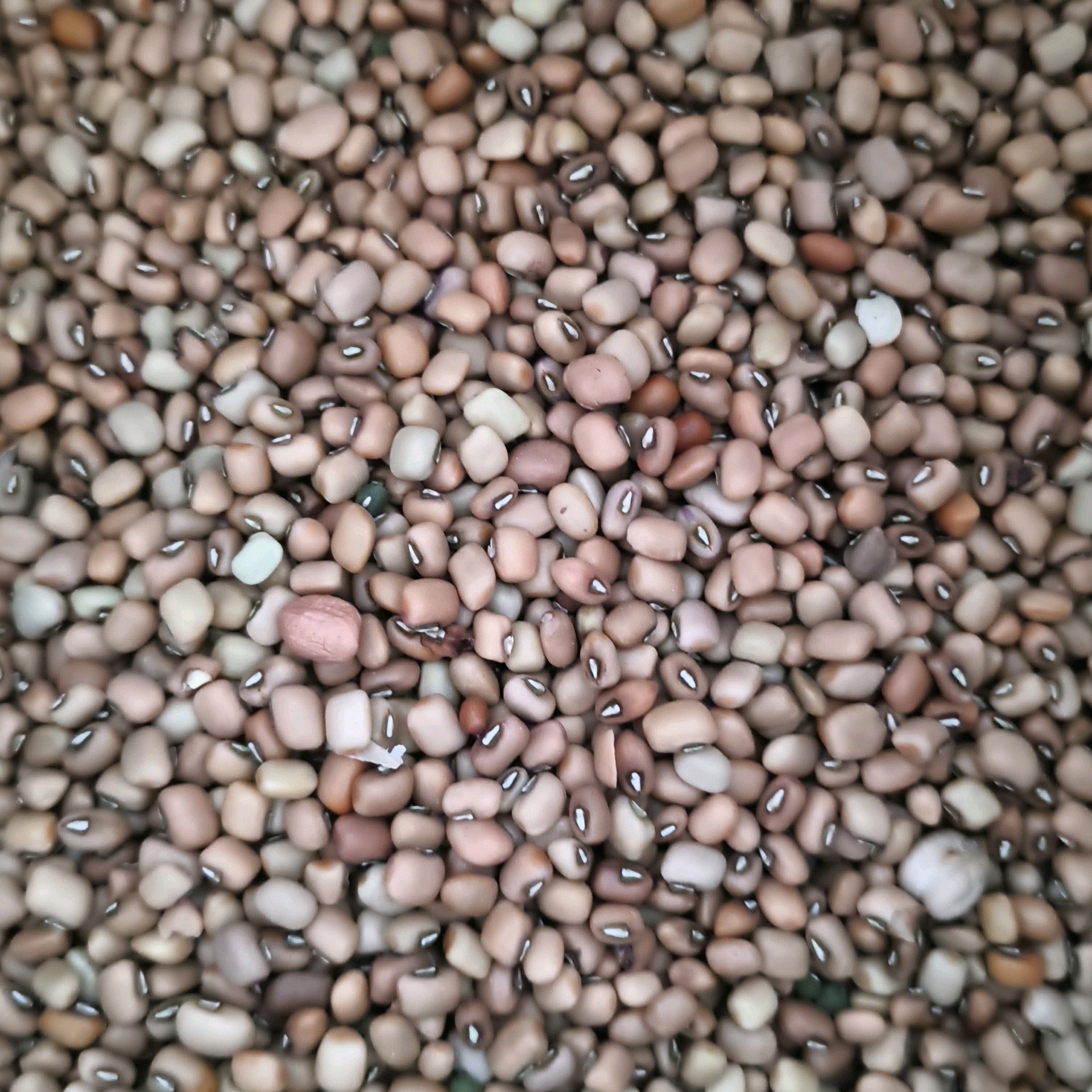 Red Karamani சிவப்பு காராமணி
