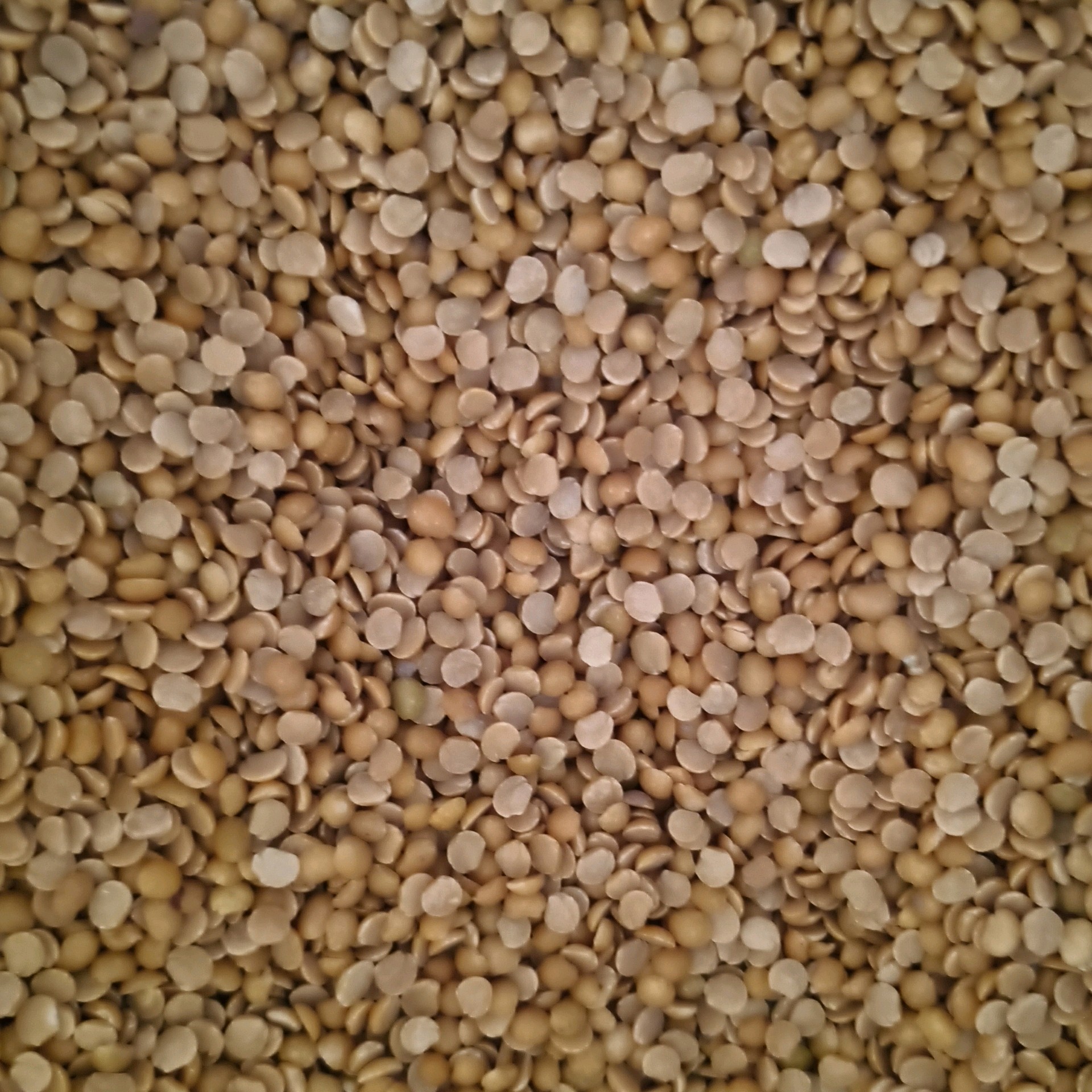 Toor Dal துவரம் பருப்பு 1
