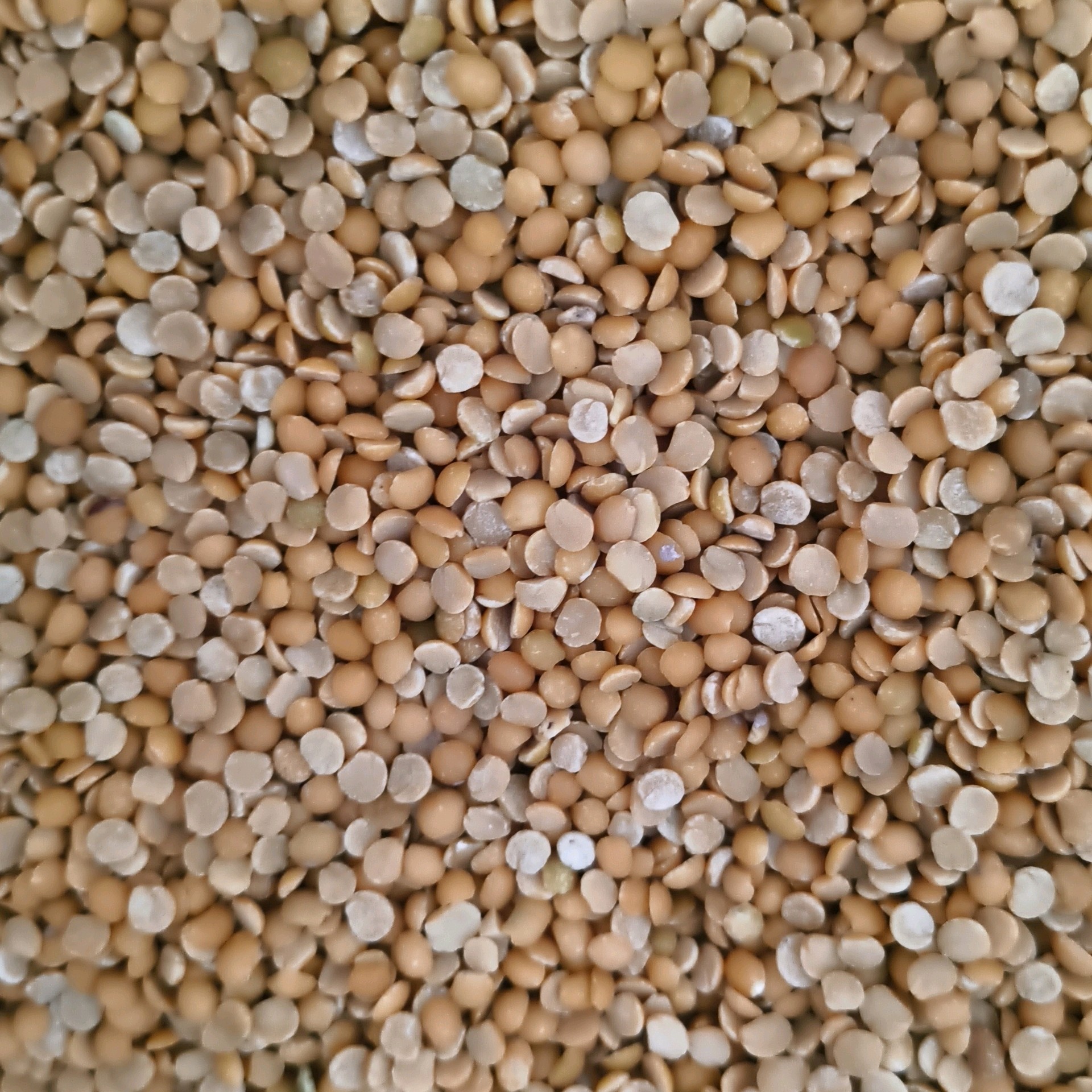 Toor Dal துவரம் பருப்பு 2