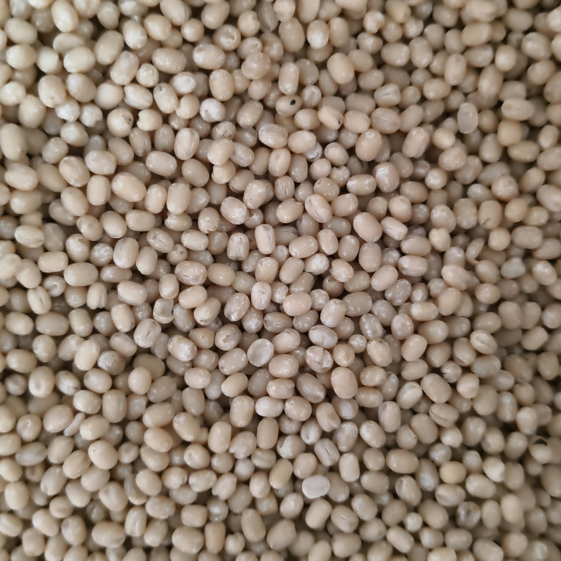 Urad Dal உளுத்தம் பருப்பு 1