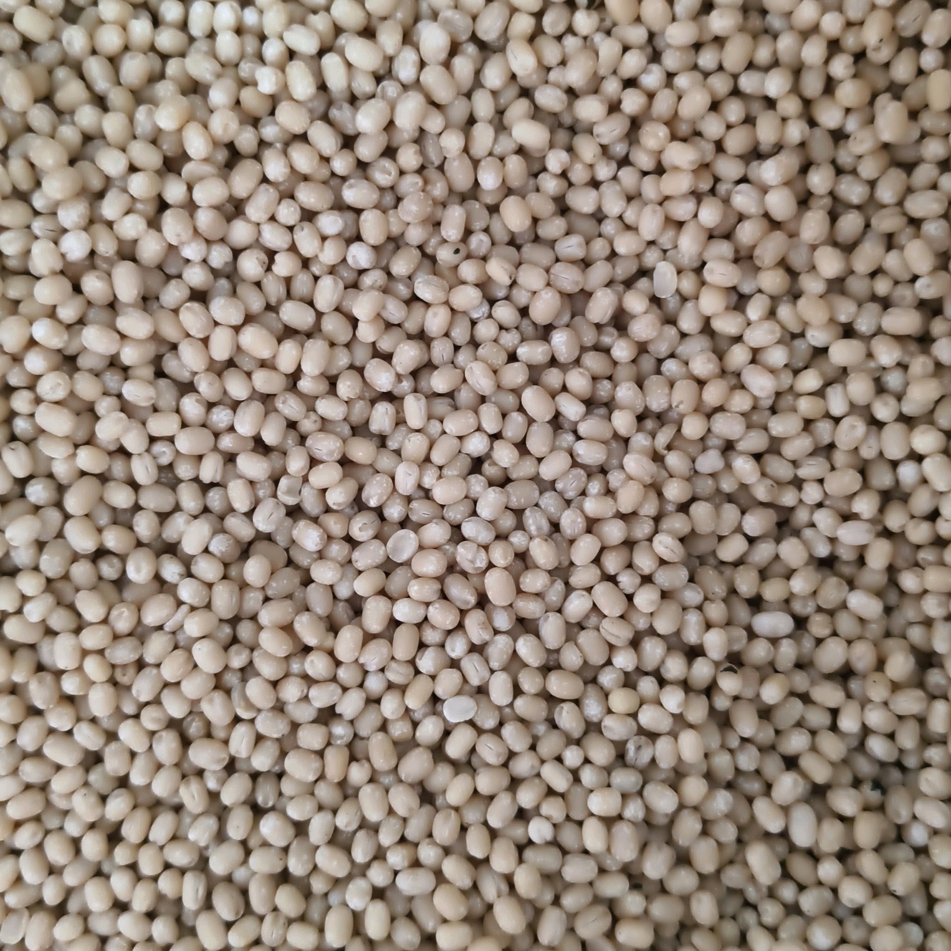 Urad Dal உளுத்தம் பருப்பு 2