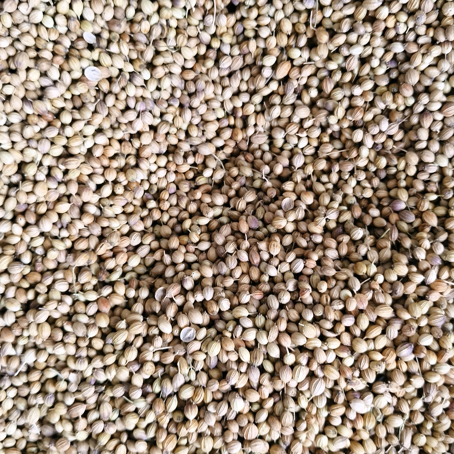 Coriander Seeds தனியா