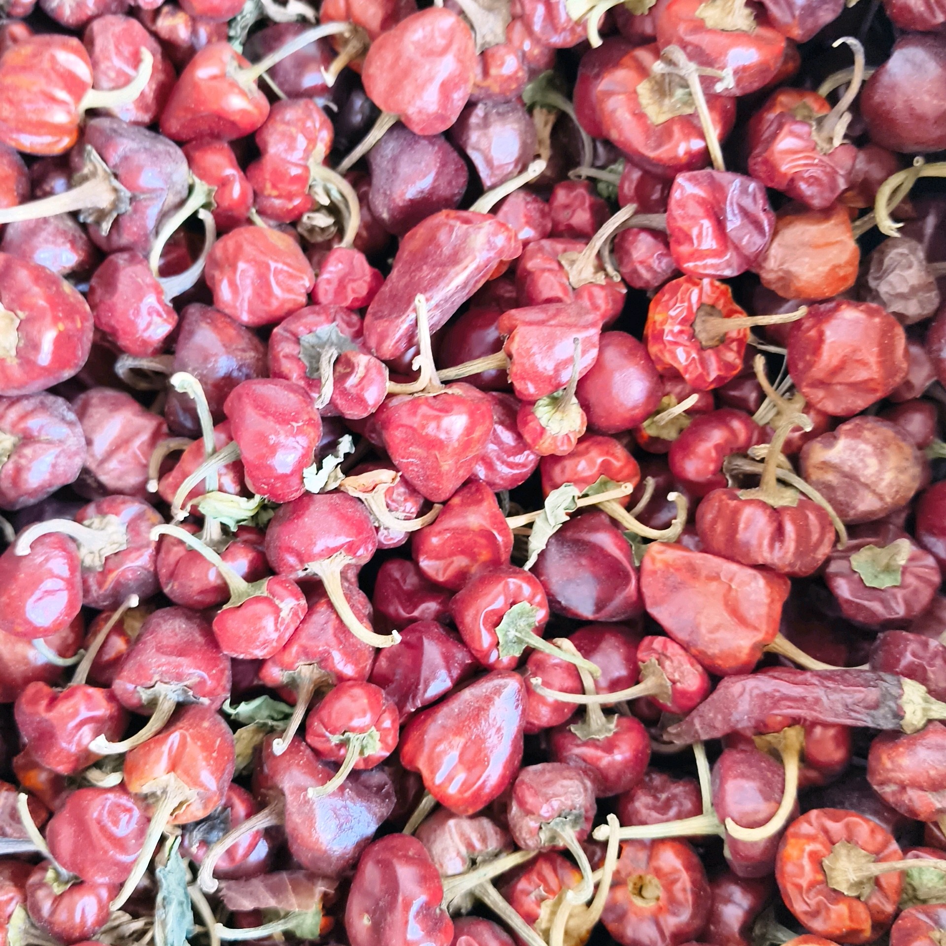 Red Chilli குண்டு மிளகாய்