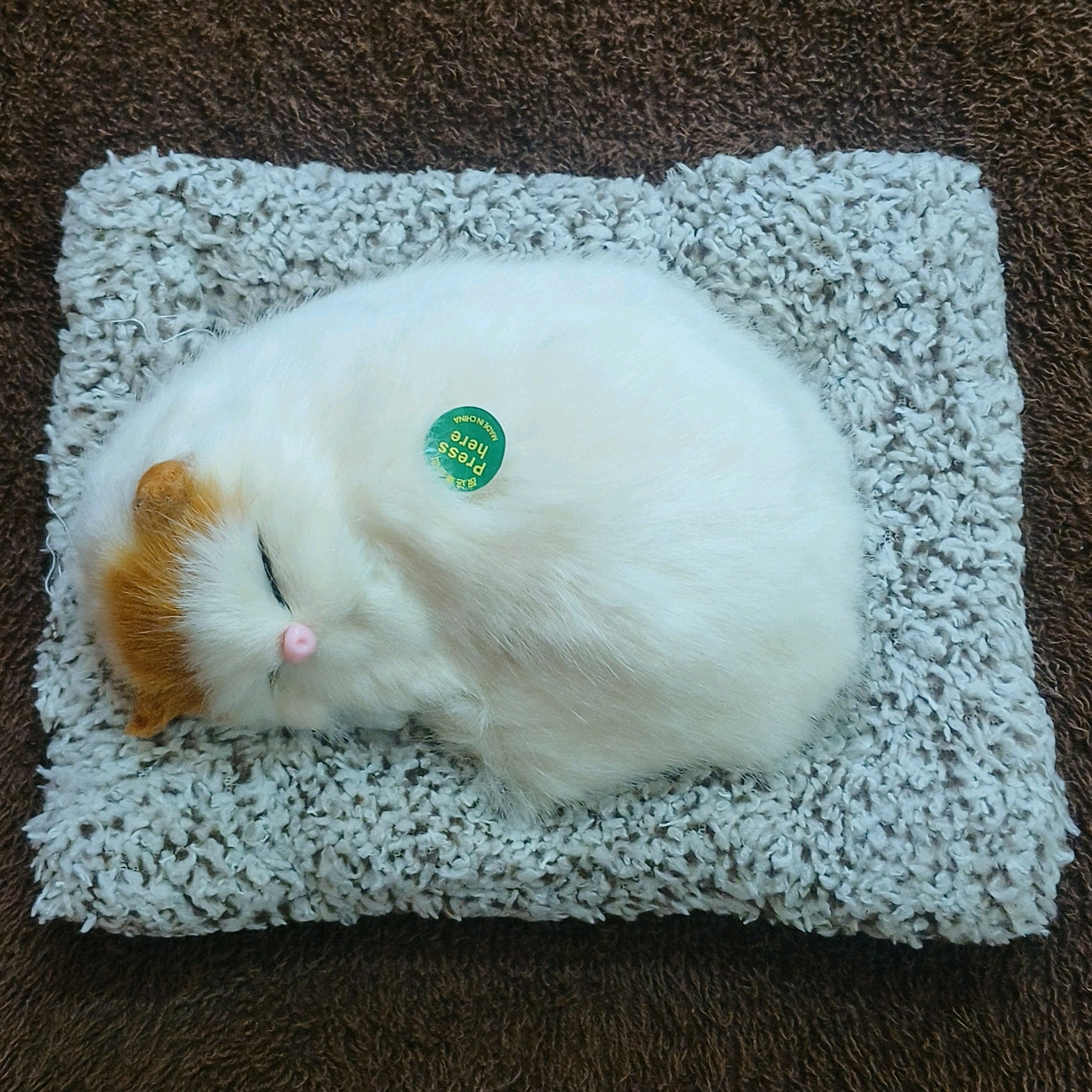 Sleeping Sound Cat